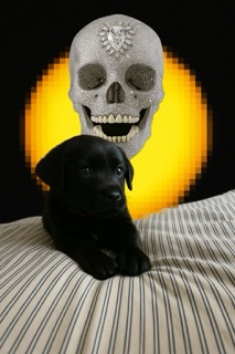 Puppy and Diamond Skull Halo
