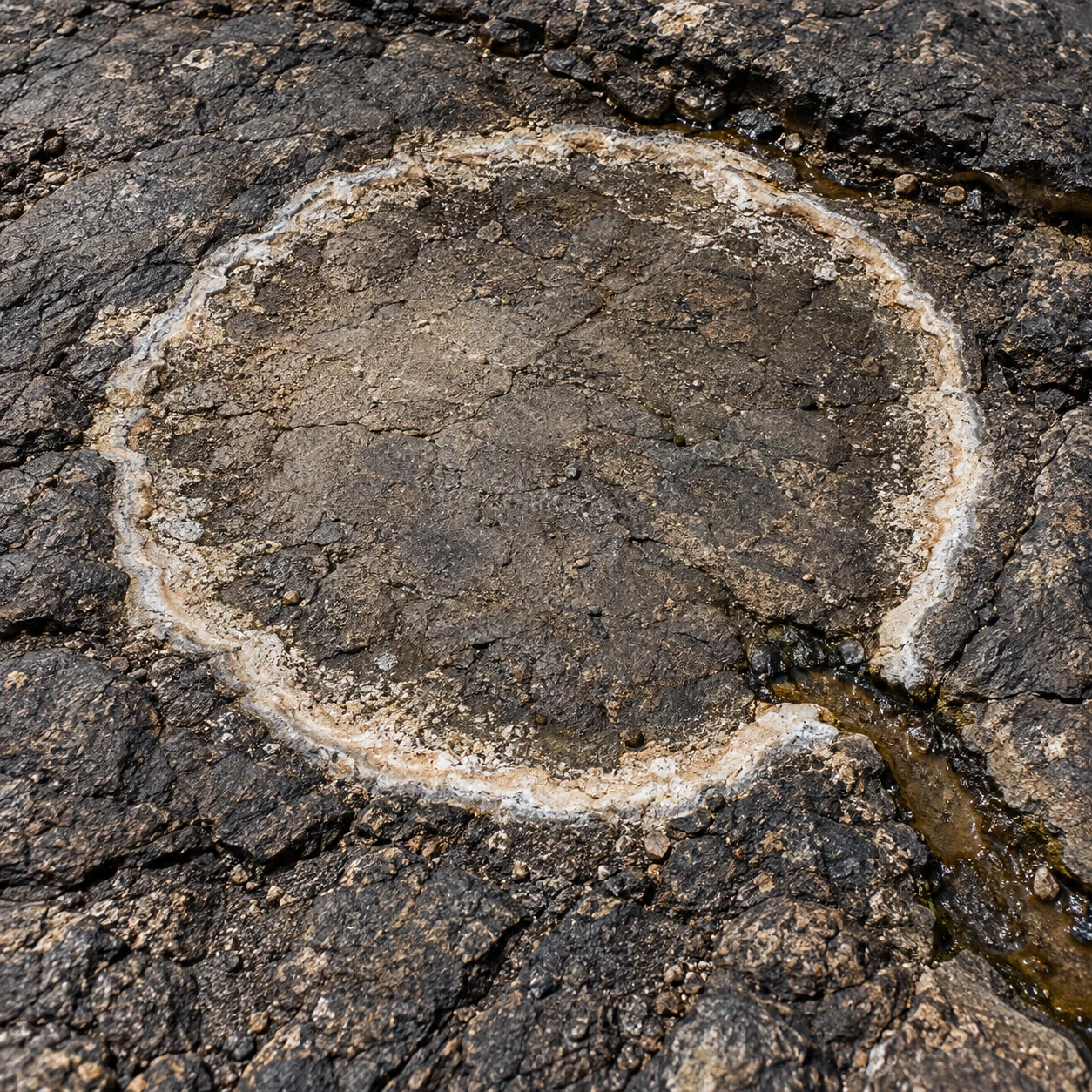 A pale mineral rim on dark bedrock, opened by a drainage groove.