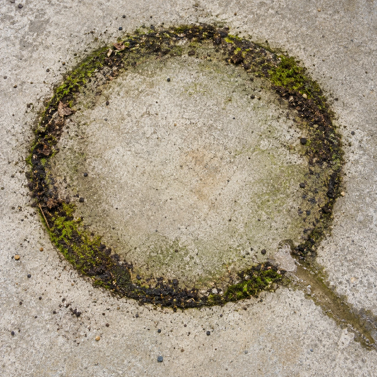 Moss and soil trace a planter rim on concrete, interrupted by runoff.